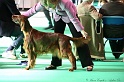 Crufts2011 009